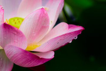 pink lotus flower