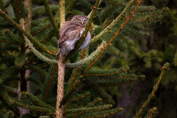 The pygmy owl is the smallest European owl.