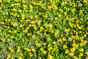 Lesser Celandines in Combe Valley's Bluebell Woods in East Sussex