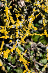 Yellow lichen growing on a blackthorn bush in springtime in Combe Valley, East Sussex