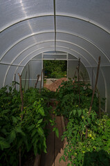 Inside the greenhouse illuminated by the sun fresh tomato shoots and an open door vertical orientation