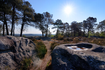 Fototapeta na wymiar Denecourt path number 16, the Belvedere trail in Fontainebleau forest