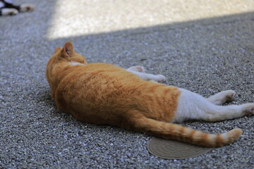 cat on the floor