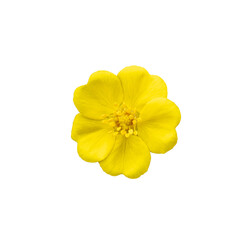 Yellow spring flower cut out on white background.