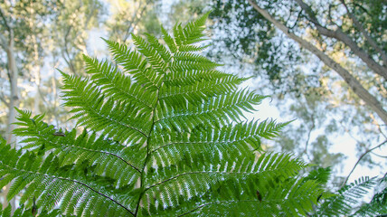 A leafy green fern branch.
