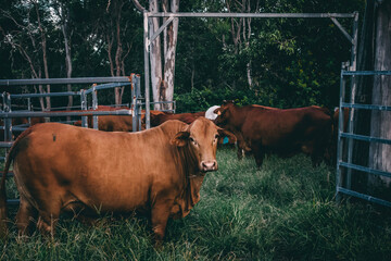 cow in the cattle yards