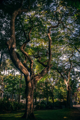 trees in the park