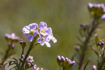 flowers in the garden
