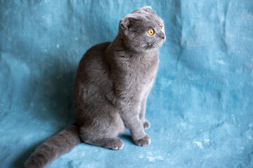 Gray scottish fold cat on blue canvas