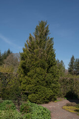 Fototapeta na wymiar Spring Foliage of the Evergreen Dwarf Conifer Cedar of Lebanon Tree (Cedrus libani 'Comte de Dijon') Growing in a Garden with a Bright Blue Sky Background in Rural Devon, England, UK