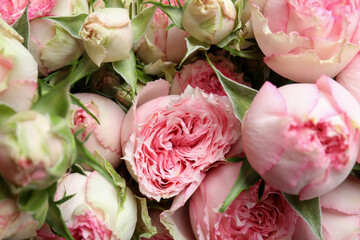 Beautiful pink roses on whole background, close up