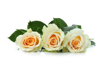 Beautiful roses flowers isolated on white background