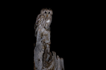 Night Tawny owl in the forest (nature reserve Brdy)