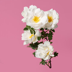 Branch of white wild rose flowers isolated on pink background.