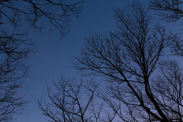 枯れ木のシルエット