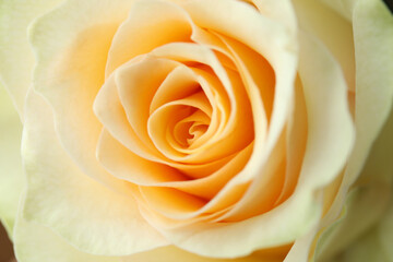 Fototapeta na wymiar Beautiful yellow rose on whole background, close up