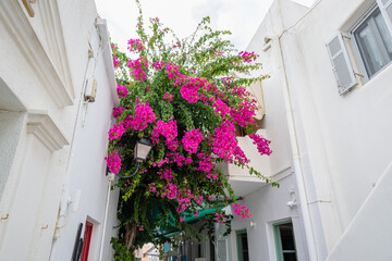 Fototapeta na wymiar Blooming bougainvillea flowers on street in Parikia on the island of Paros. Cyclades, Greece