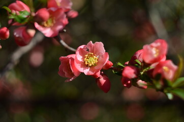Beautiful flowers of Maule's quince (Chaenomeles japonica) at spring.