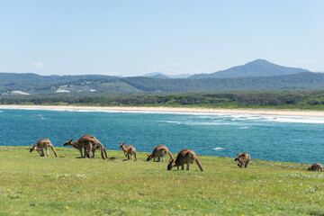 Group of Grey Kangaroo Feeding whit Sea Landscape at Background.Nature Concept.Wildlife Concept