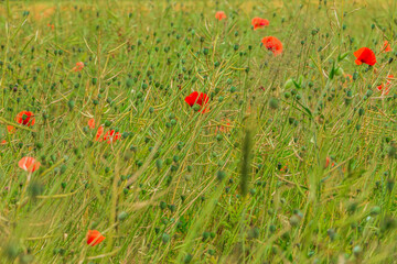 Meadow with wildflowers. Field with grain barley, wheat, rapeseed with fruit stem. Green plants with stems. Poppy plant with red petals. Lots of poppy pods in the grassland