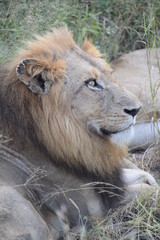 The King of the Jungle, a male lion lying down