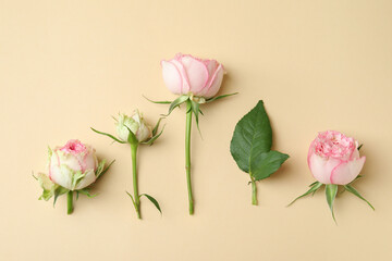 Beautiful pink roses and leaves on beige background