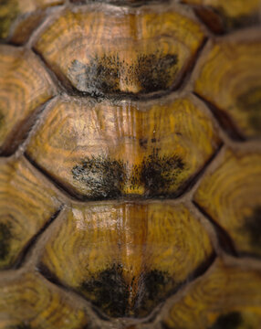 Turtle shell as an abstract background.