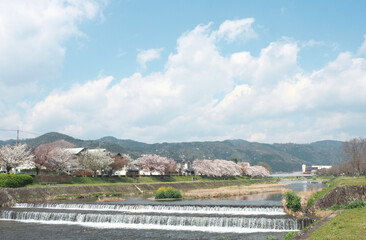 Kamo River Kamogawa Kyoto Spring Sakura Cherry Blossom Blue Sky