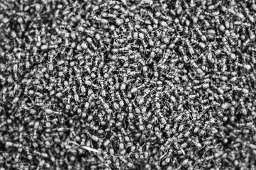 Black and white texture of a colony of red ants - Formica rufa. Selective focus.