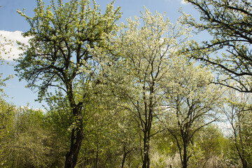 Fire video, flame of nature 