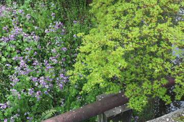 flowers in a garden sideway