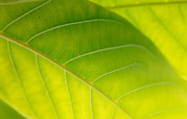 Obraz na płótnie Canvas Close up of green leaf as background.