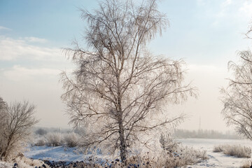 Trees and plants are covered with frost on a cold winter sunny day