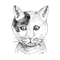 Wandaufkleber Hand drawn portrait of funny Cat baby © Marina Gorskaya