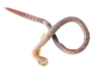 Obraz premium Earthworm on a white background.
