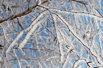 The branches of the tree are covered with frost on a winter sunny cold day