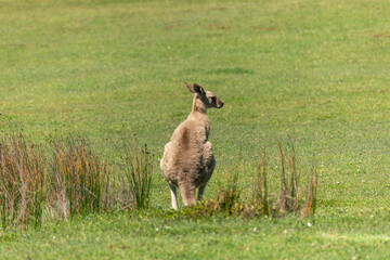 Rear View of Grey Kangaroo on Green Meadow in Australia. Nature Concept. Wildlife Concept