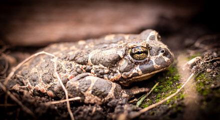 Toad on the ground in the park.