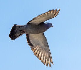 Dove in flight against the sky.