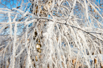 The branches of the tree are covered with frost on a winter sunny cold day