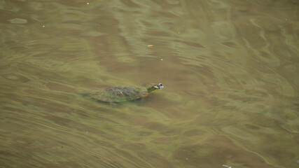 池を泳ぐ亀