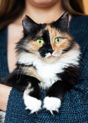 Lovely three-color orange-black-and-white young cat is sitting on woman hands.