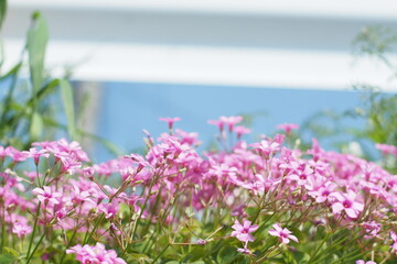 Oxalis weeds pink bloom spring