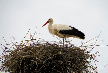 Stork sitting in the nest