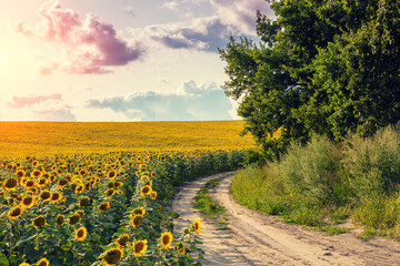 Summer landscape with sunflowers and beautiful sky. Country dirt road along the field. Picturesque...