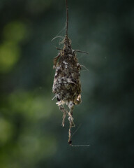 Damaged nest hanging down. 