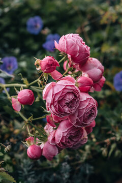 Blooming pink rose flowers "Pomponella"