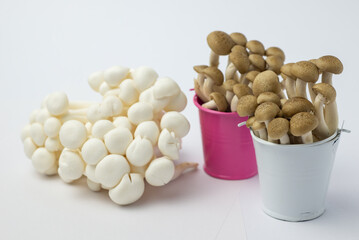 shimeji mushroom in bucket isolated on white background