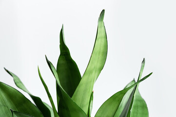 The leaves of the house plant Sansevieria on a light background. Home plant Sansevieria trifa
