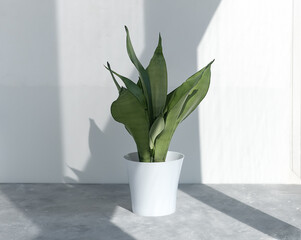 Sansevieria plant in a modern pot in the sun against the background of a white wall. Home plant Sansevieria trifa